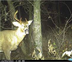 Once A Spike Always A Spike Its Deer Huntings Big Myth