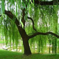 weeping willow trees