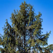 picea abies norway spruce tree