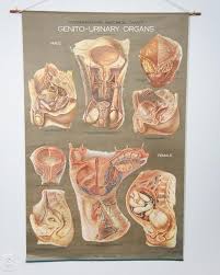 Vintage 1950s Frohse Genito Urinary Organs Human Anatomy Wall Chart