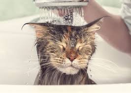 Should I Wash My Cat