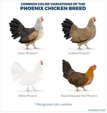 Your Ultimate Free Guide To The Incredible Phoenix Chicken