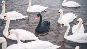 What are Black Swans? 