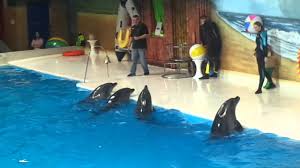 dolphin seal show at dubai