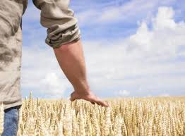 Wheat And Grain Processing Lesson Plan Grainchain