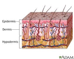 skin layers medlineplus cal