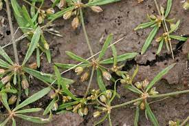 carpetweed mullogo verticillata