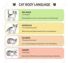 Feline Body Language Educational Infographic Chart Cat Poses