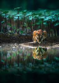 tiger big cat water reflection