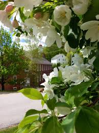 Harrisville Designs Flowering Trees