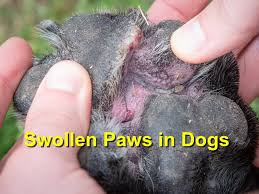 swollen paws in dogs emergency