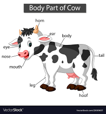 Diagram Showing Body Part Cow