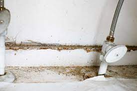 7 signs you have mold in your home and