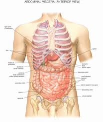 Eyes, kidneys, and muscles (images licensed under cc0 via pixabay) concerning body organs. Female Human Body Diagram Of Organs Koibana Info Human Body Organs Anatomy Organs Human Body Diagram
