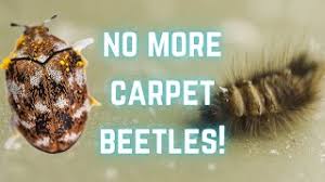 carpet beetles pest interceptors