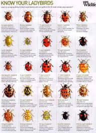 Ladybugs Bbc Wildlife Know Your Ladybirds Bugs Insects