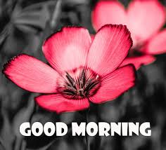 We all know how beautiful flowers are, whenever we look at them, we are happy, the eyes get rest, the mind becomes calm, many times we become sad and then when we see the picture of the flower, the mind becomes happy. 38 Good Morning Images Hd 1080p Download 2021 Free Good Morning Images