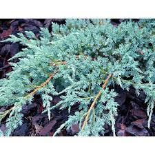 juniperus blue carpet