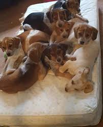 Indigo's puppies are getting big!! Blue Tick Hound Puppies Bluetick Coonhound Baby Adoption Rescue For Sale In Saint Louis Missouri Classified Americanlisted Com