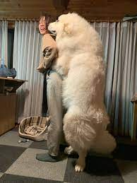 これが子犬？ 白いモフモフのデカワンコに驚きの声「信じられないくらい大きい！」「もう熊やん」｜まいどなニュース
