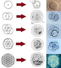 the flower of life the flower of life