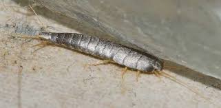 how to get rid of silverfish and