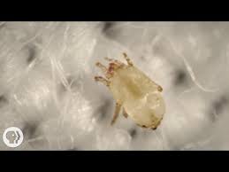 meet the dust mites tiny roommates