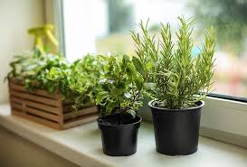 How To Grow A Windowsill Herb Garden In