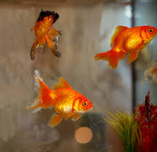 goldfish fish tank pet swimming free