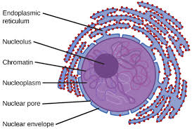 eukaryotic cells biology