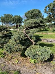 bonsai zwerg kriechwacholder blue