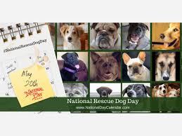 May 20, 2021 | international red sneakers day | national be a millionaire day | national rescue dog day | national pick strawberries day | national quiche lorraine day international red sneakers day. May 20th Is National Rescue Dog Day I Love Enterprise