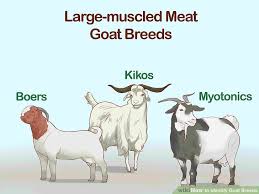 How To Identify Goat Breeds 10 Steps With Pictures Wikihow