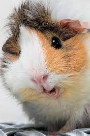 guinea pig face hd phone wallpaper