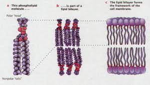 2 schematic picture of a lipid bilayer