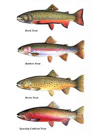 Trout Chart Prints Brook Trout Cutthroat Trout By