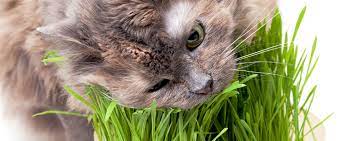 How to Prevent Your Cat from Eating House Plants | Hartz