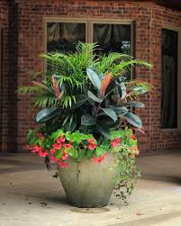 A Stunning 4 Plant Combo That Makes An