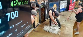 nz shearers triumph with december
