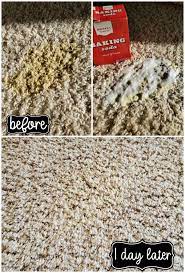 cleaning pet stains from carpet with