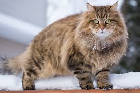 siberian cat breed profile