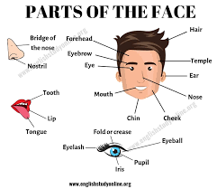 This article presents a list of human organs and provides the related information too. Parts Of The Face List Of Useful Face Parts Vocabulary In English English Study Online
