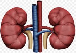 Acute Kidney Failure Wilms&#39; Tumor Medicine Glomerulus, PNG, 1098x779px,  Watercolor, Cartoon, Flower, Frame, Heart Download Free