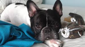 The french bulldog has exploded in popularity in the united states and the united kingdom in recent years, and for understandable reasons: French Bulldog Allergies Causes And Treatments Barking Royalty