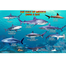 For the purposes of the h2o television series. Pin On Sharks