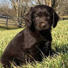 Boykin's make wonderful family pets as well as excellent hunting dogs. Boykin Spaniel Puppies For Sale Greenfield Puppies
