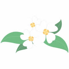 Unduh sumber grafik gratis dalam bentuk png, eps, ai atau psd. Bunga Png White Flower Clipart Bunga Bunga Melati Vector Png 1403897 Vippng
