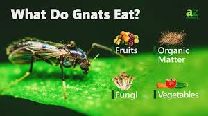 why do i have so many gnats in my house