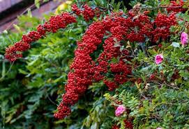 12 Evergreen Trees And Shrubs With Red