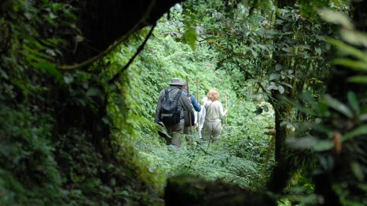 Visit Dian Fossey Tomb the Famous Gorilla Researcher | Rwanda